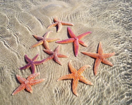 etoiles mer